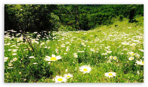 Daisies UltraHD Wallpaper for 8K UHD TV 16:9 Ultra High Definition 2160p 1440p 1080p 900p 720p ; Mobile 16:9 - 2160p 1440p 1080p 900p 720p ;