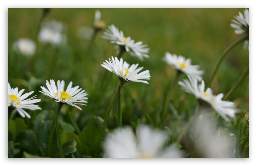 Daisies UltraHD Wallpaper for UHD 16:9 ; HD 16:9 ; UltraWide 32:9 32:10 ; Widescreen 16:10 5:3 ; Fullscreen 4:3 5:4 3:2 ; Tablet 1:1 ; Mobile 3:5 3:4 ; Dual 16:10 5:3 16:9 4:3 5:4 ;