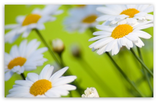 Daisies UltraHD Wallpaper for UHD 16:9 ; HD 16:9 ; UltraWide 32:9 32:10 ; Widescreen 16:10 5:3 ; Fullscreen 4:3 5:4 3:2 ; Tablet 1:1 ; Mobile 3:5 3:4 ; Dual 16:10 5:3 16:9 4:3 5:4 ;