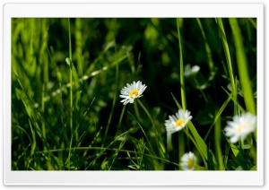 Daisies And Green Grass Ultra HD Wallpaper for 4K UHD Widescreen desktop, tablet & smartphone