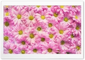 Daisies Background Ultra HD Wallpaper for 4K UHD Widescreen desktop, tablet & smartphone