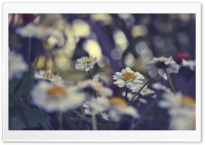 Daisies Bokeh Ultra HD Wallpaper for 4K UHD Widescreen desktop, tablet & smartphone