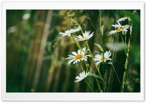 Daisies by the Fence 4K UHD Wallpaper for Widescreen and UltraWide Desktop, UltraHD TV, Smartphone, Tablet