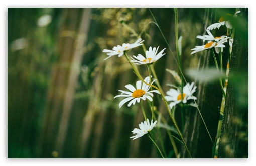 Daisies by the Fence UltraHD Wallpaper for UHD 16:9 ; HD 16:9 ; UltraWide 21:9 24:10 32:9 32:10 ; Widescreen 16:10 5:3 ; Fullscreen 4:3 5:4 3:2 ; Tablet 1:1 ; Mobile 9:16 9:19.5 9:20 9:21 9:22 10:16 2:3 3:5 3:4 ; Dual 16:10 5:3 16:9 4:3 5:4 3:2 ;