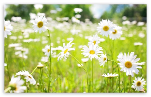 Daisies Field Ultra HD Desktop Background Wallpaper for : Multi Display ...