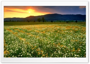 Daisies Field Landscape Ultra HD Wallpaper for 4K UHD Widescreen desktop, tablet & smartphone