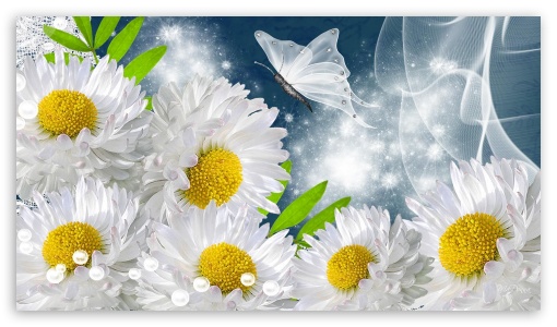 Daisies Flowers Design UltraHD Wallpaper for HD 16:9 ;