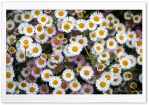 Daisies Flowers Overhead Photography Ultra HD Wallpaper for 4K UHD Widescreen desktop, tablet & smartphone
