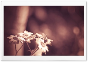 Daisies In Sepia Ultra HD Wallpaper for 4K UHD Widescreen desktop, tablet & smartphone