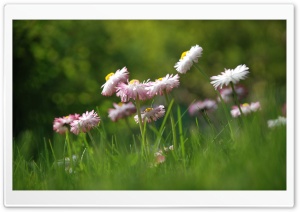 Daisies Meadow Ultra HD Wallpaper for 4K UHD Widescreen desktop, tablet & smartphone