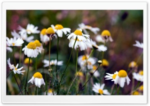 Daisies Summer Nature Ultra HD Wallpaper for 4K UHD Widescreen Desktop, Lockscreen, Screensaver, TV, Tablet, Smartphone