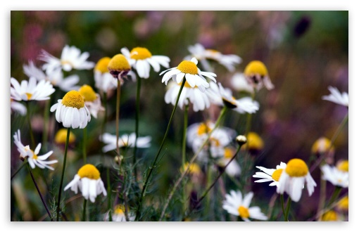 Daisies Summer Nature UltraHD Wallpaper for HD 16:9 ; Widescreen 16:10 5:3 ; Fullscreen 3:2 ;