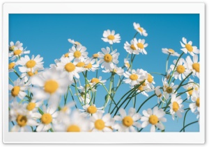 Daisies Under Blue Skies 4K UHD Wallpaper for Widescreen and UltraWide Desktop, UltraHD TV, Smartphone, Tablet