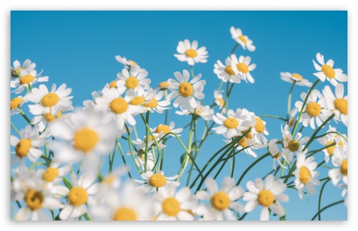 Daisies Under Blue Skies UltraHD Wallpaper for UHD 16:9 ; HD 16:9 ; UltraWide 21:9 24:10 ; Widescreen 16:10 5:3 ; Fullscreen 4:3 5:4 3:2 ; Tablet 1:1 ; Mobile 9:16 9:19.5 9:20 9:21 9:22 10:16 2:3 3:5 3:4 ;