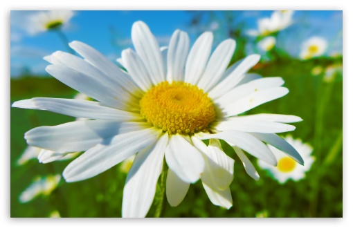 Daisy UltraHD Wallpaper for UHD 16:9 2160p 1440p 1080p 900p 720p ; 8K UHD TV 16:9 Ultra High Definition 2160p 1440p 1080p 900p 720p ; Widescreen 16:10 5:3 WHXGA WQXGA WUXGA WXGA WGA ; Fullscreen 4:3 5:4 3:2 UXGA XGA SVGA QSXGA SXGA DVGA HVGA HQVGA ( Apple PowerBook G4 iPhone 4 3G 3GS iPod Touch ) ; Tablet 1:1 ;