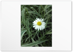 Daisy 4K UHD Wallpaper for Widescreen and UltraWide Desktop, UltraHD TV, Smartphone, Tablet