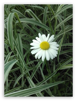 Daisy UltraHD Wallpaper for Mobile 3:5 3:4 ;