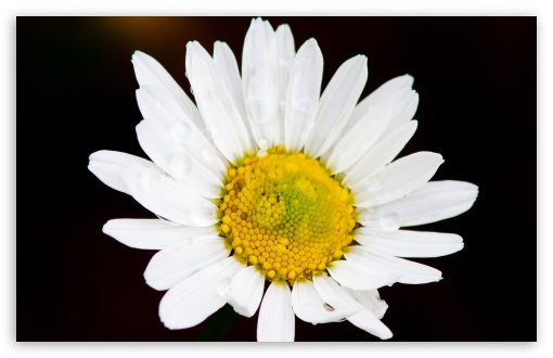 Daisy UltraHD Wallpaper for 8K UHD TV 16:9 Ultra High Definition 2160p 1440p 1080p 900p 720p ; Widescreen 16:10 5:3 WHXGA WQXGA WUXGA WXGA WGA ; Fullscreen 4:3 5:4 3:2 UXGA XGA SVGA QSXGA SXGA DVGA HVGA HQVGA ( Apple PowerBook G4 iPhone 4 3G 3GS iPod Touch ) ; Tablet 1:1 ; Mobile 3:5 3:4 - ;