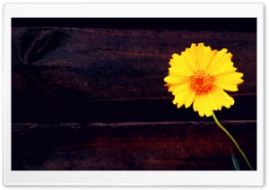 Daisy Ultra HD Wallpaper for 4K UHD Widescreen desktop, tablet & smartphone
