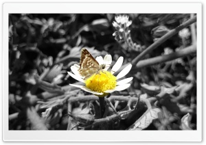 Daisy and Butterfly Ultra HD Wallpaper for 4K UHD Widescreen desktop, tablet & smartphone