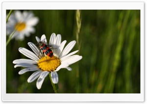 Daisy And Insect Ultra HD Wallpaper for 4K UHD Widescreen desktop, tablet & smartphone