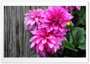 Daisy Be Ultra HD Wallpaper for 4K UHD Widescreen desktop, tablet & smartphone