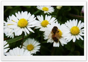 Daisy Bee Ultra HD Wallpaper for 4K UHD Widescreen desktop, tablet & smartphone