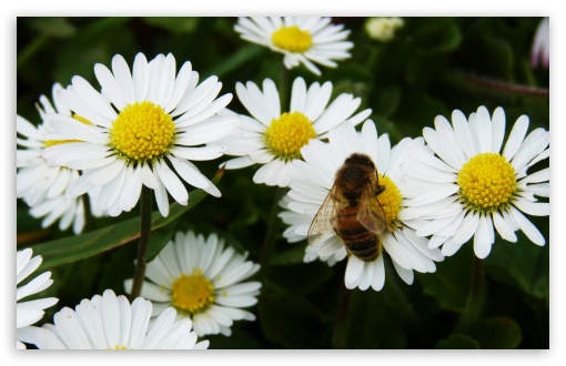 Daisy Bee UltraHD Wallpaper for 8K UHD TV 16:9 Ultra High Definition 2160p 1440p 1080p 900p 720p ; Widescreen 16:10 5:3 WHXGA WQXGA WUXGA WXGA WGA ; Fullscreen 4:3 3:2 UXGA XGA SVGA DVGA HVGA HQVGA ( Apple PowerBook G4 iPhone 4 3G 3GS iPod Touch ) ; Tablet 1:1 ; Mobile 3:5 3:4 - ;