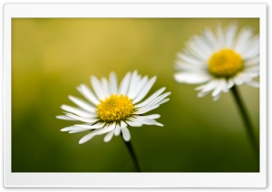 Daisy Bokeh Ultra HD Wallpaper for 4K UHD Widescreen desktop, tablet & smartphone