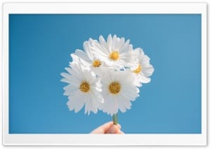 Daisy Bouquet Under Blue Sky 4K UHD Wallpaper for Widescreen and UltraWide Desktop, UltraHD TV, Smartphone, Tablet