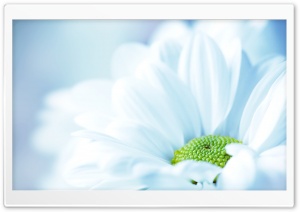 Daisy Close Up Ultra HD Wallpaper for 4K UHD Widescreen desktop, tablet & smartphone