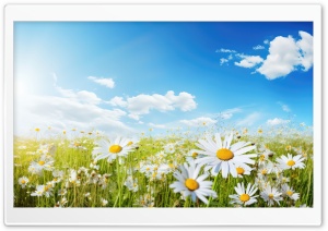Daisy Field and Blue Sky Ultra HD Wallpaper for 4K UHD Widescreen desktop, tablet & smartphone