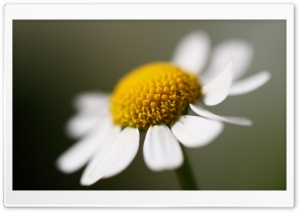 Daisy Flower Macro Ultra HD Wallpaper for 4K UHD Widescreen desktop, tablet & smartphone