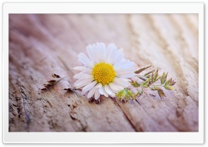Daisy Flower On A Wooden Table Ultra HD Wallpaper for 4K UHD Widescreen desktop, tablet & smartphone