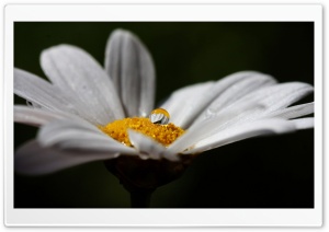 Daisy Flower With Water Droplet Ultra HD Wallpaper for 4K UHD Widescreen desktop, tablet & smartphone