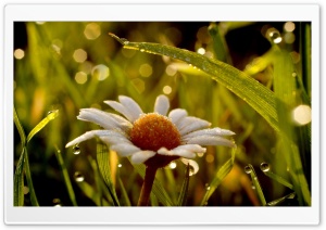 Daisy In Rain Ultra HD Wallpaper for 4K UHD Widescreen desktop, tablet & smartphone