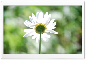 Daisy In The Sun Ultra HD Wallpaper for 4K UHD Widescreen desktop, tablet & smartphone