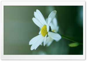 Daisy Petals Ultra HD Wallpaper for 4K UHD Widescreen desktop, tablet & smartphone