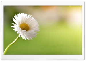 Daisy Super Macro Ultra HD Wallpaper for 4K UHD Widescreen desktop, tablet & smartphone