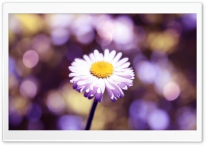 Daisy The Lights Close Up Ultra HD Wallpaper for 4K UHD Widescreen desktop, tablet & smartphone