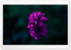 Dalia Ultra HD Wallpaper for 4K UHD Widescreen desktop, tablet & smartphone