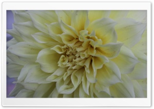 Dalia yellow Ultra HD Wallpaper for 4K UHD Widescreen desktop, tablet & smartphone
