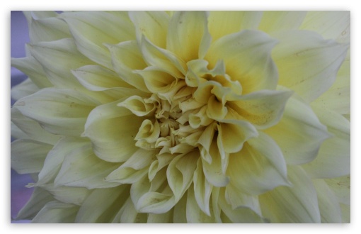 Dalia yellow UltraHD Wallpaper for UHD 16:9 ; HD 16:9 ; Widescreen 16:10 5:3 ; Fullscreen 3:2 ;