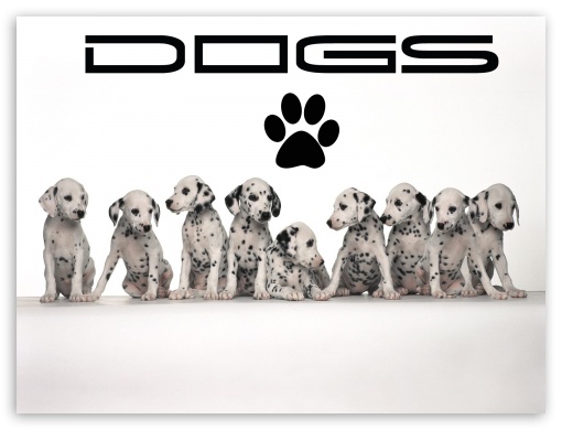 Dalmatian Puppies Background UltraHD Wallpaper for Fullscreen 4:3 ;