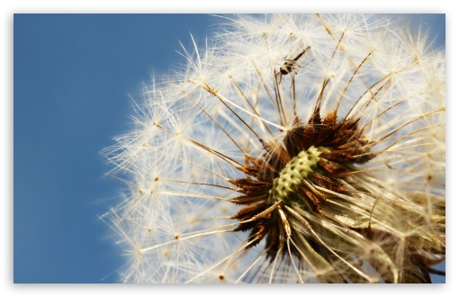 Dandelion UltraHD Wallpaper for HD 16:9 ; Widescreen 16:10 5:3 ; Fullscreen 4:3 5:4 3:2 ; Tablet 1:1 ;