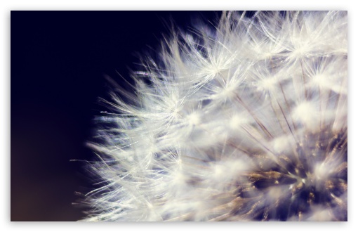 Dandelion 2 UltraHD Wallpaper for UHD 16:9 ; HD 16:9 ; Widescreen 16:10 5:3 ; Fullscreen 4:3 5:4 3:2 ; Tablet 1:1 ;