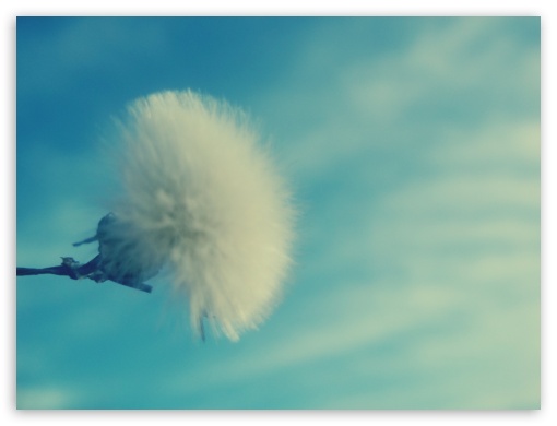 Dandelion UltraHD Wallpaper for Fullscreen 4:3 ;