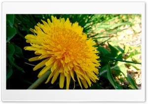 Dandelion 4K UHD Wallpaper for Widescreen and UltraWide Desktop, UltraHD TV, Smartphone, Tablet