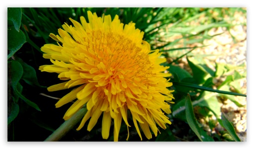 Dandelion UltraHD Wallpaper for HD 16:9 ;