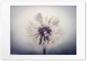 Dandelion Ultra HD Wallpaper for 4K UHD Widescreen desktop, tablet & smartphone